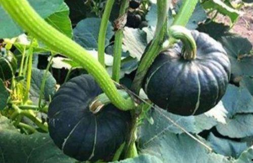 北美网红吃瓜事件视频,揭秘网络舆论的风暴中心