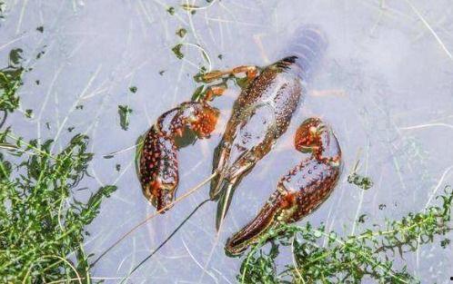 虾的养殖爆料方法视频,视频爆料高效养殖技巧